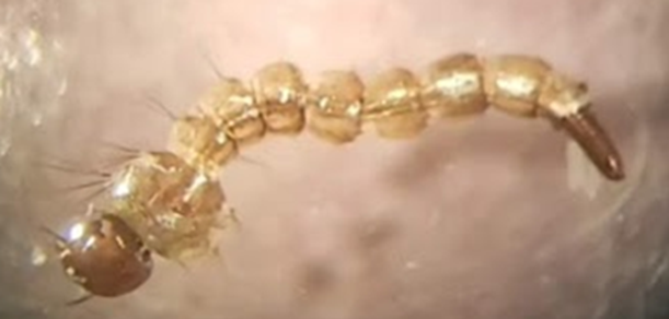 Aedes