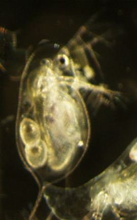 Daphnia